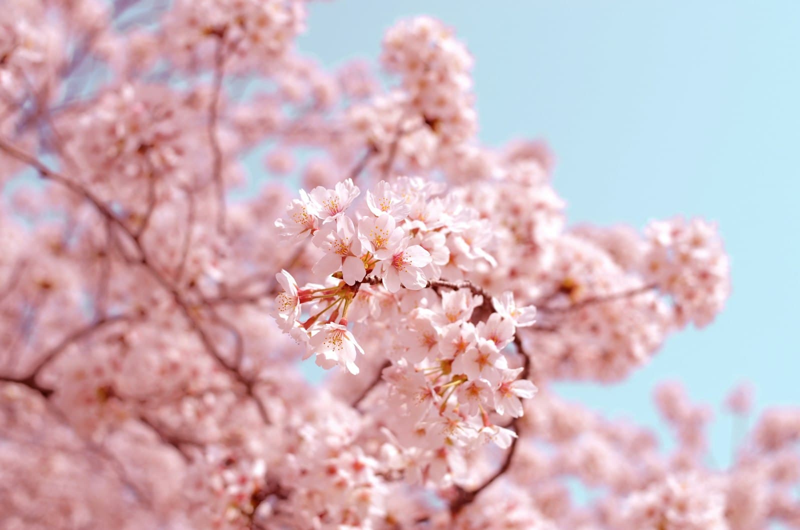 Pink cherry blossom branches against a clear blue sky