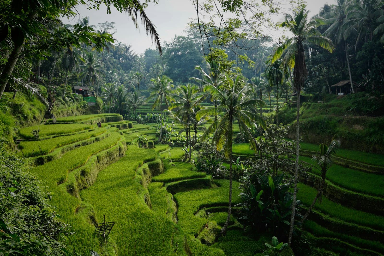 Stepped green rice terraces and palm trees in Bali
